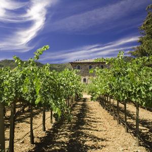 Anomaly Vineyards photo