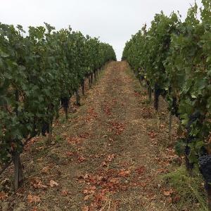 Beaucanon Estate photo