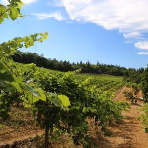 Black Sears Estate Wines photo