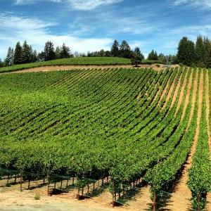 Checkerboard Vineyards photo