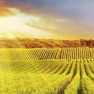 Coup de Foudre Winery photo