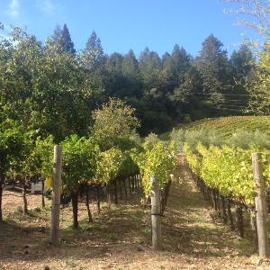 Eeden Vineyards photo