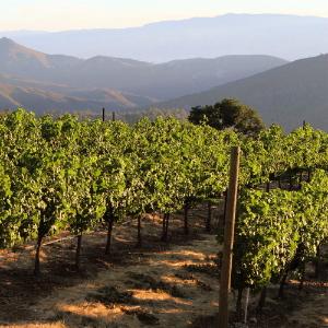 Elan Vineyards photo