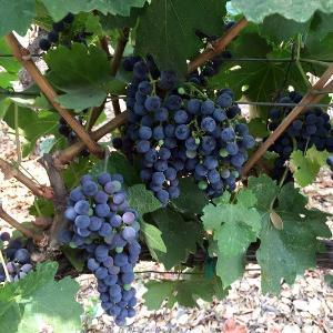 Forman Vineyard photo