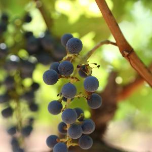 Gridley Family Cellars photo