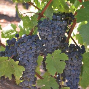 Hidden Ridge Vineyard photo