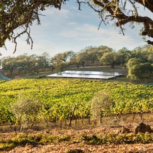 Italics Winegrowers photo