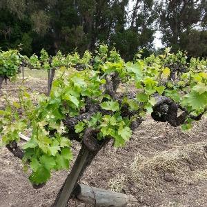 Madonna Estate photo