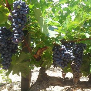 Michael-Scott Wines Ltd photo