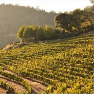 O'Shaughnessy Estate Winery photo