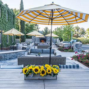 Cosentino Winery photo