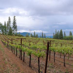 Fore Family Vineyards photo