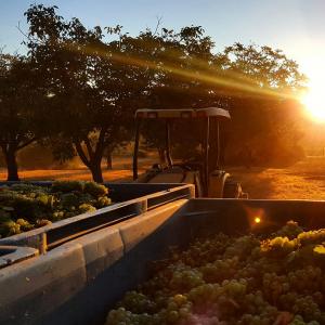 Laujor Estate Winery photo