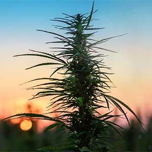 The Sonoma Experience photo