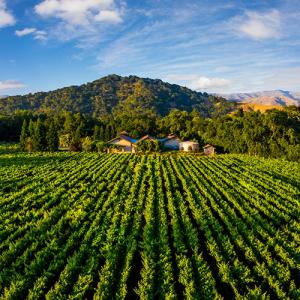Bell Wine Cellars photo