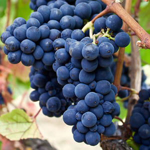 Elkhorn Peak Cellars photo