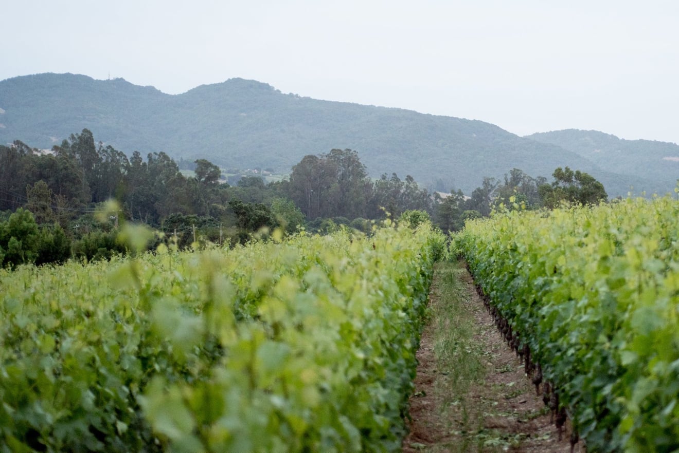 Covert Estate in Coombsville AVA