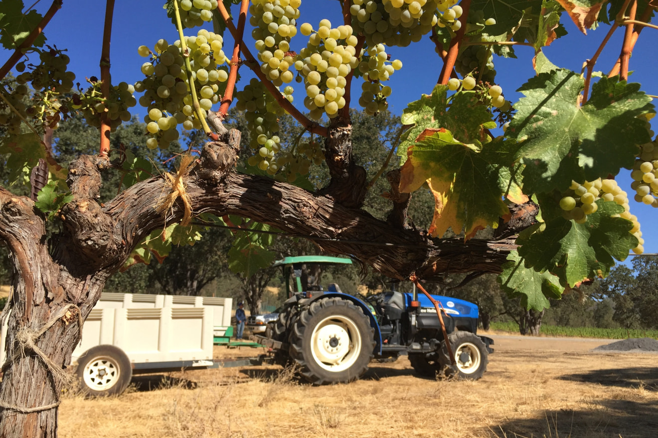 Six Sigma Ranch & Winery