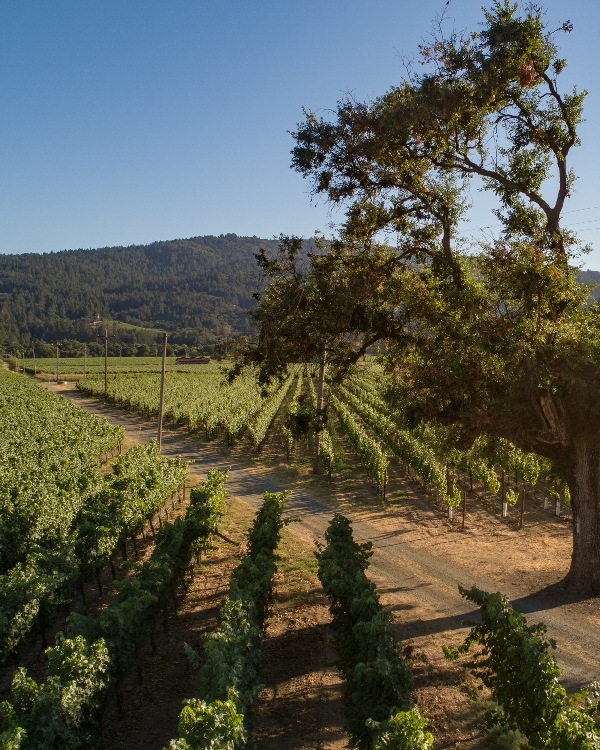 Cakebread Cellars