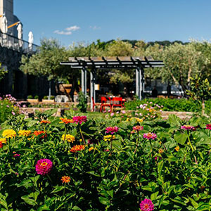 The Grove - CIA at Copia