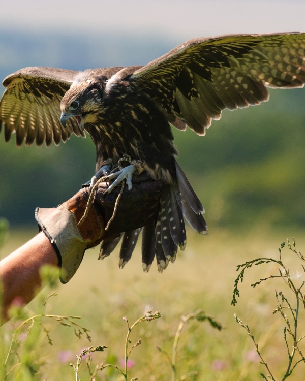 Frog’s Leap Winery