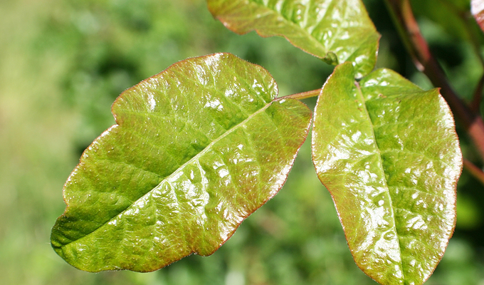 poison-oak