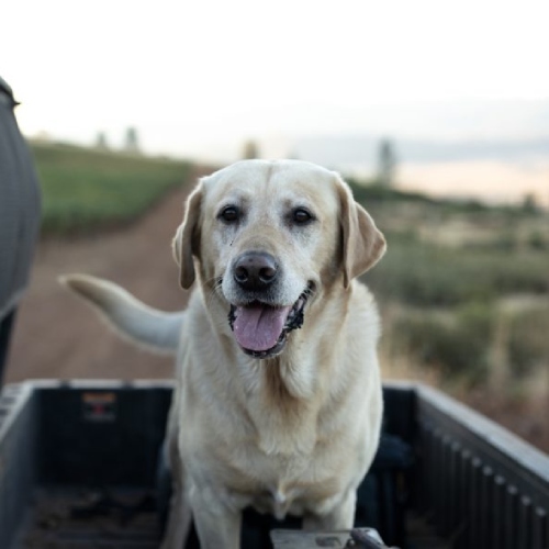 Wild Diamond Vineyards