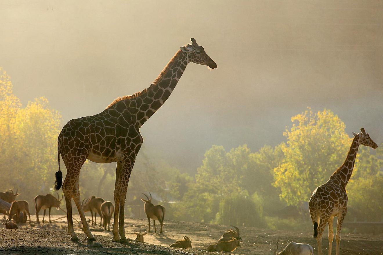 Safari West | Cheryl Crowley