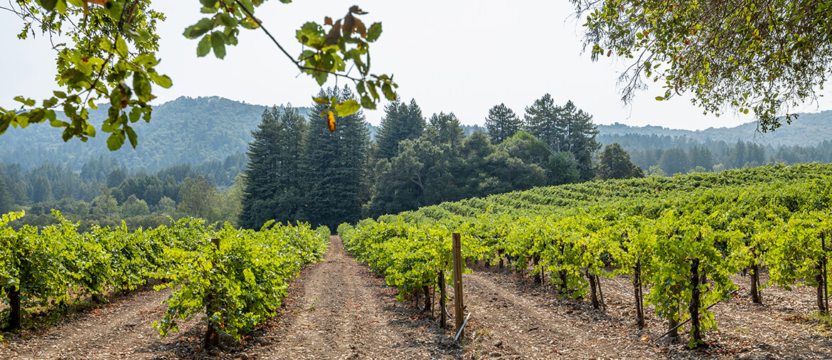 grape vineyard rows landscape