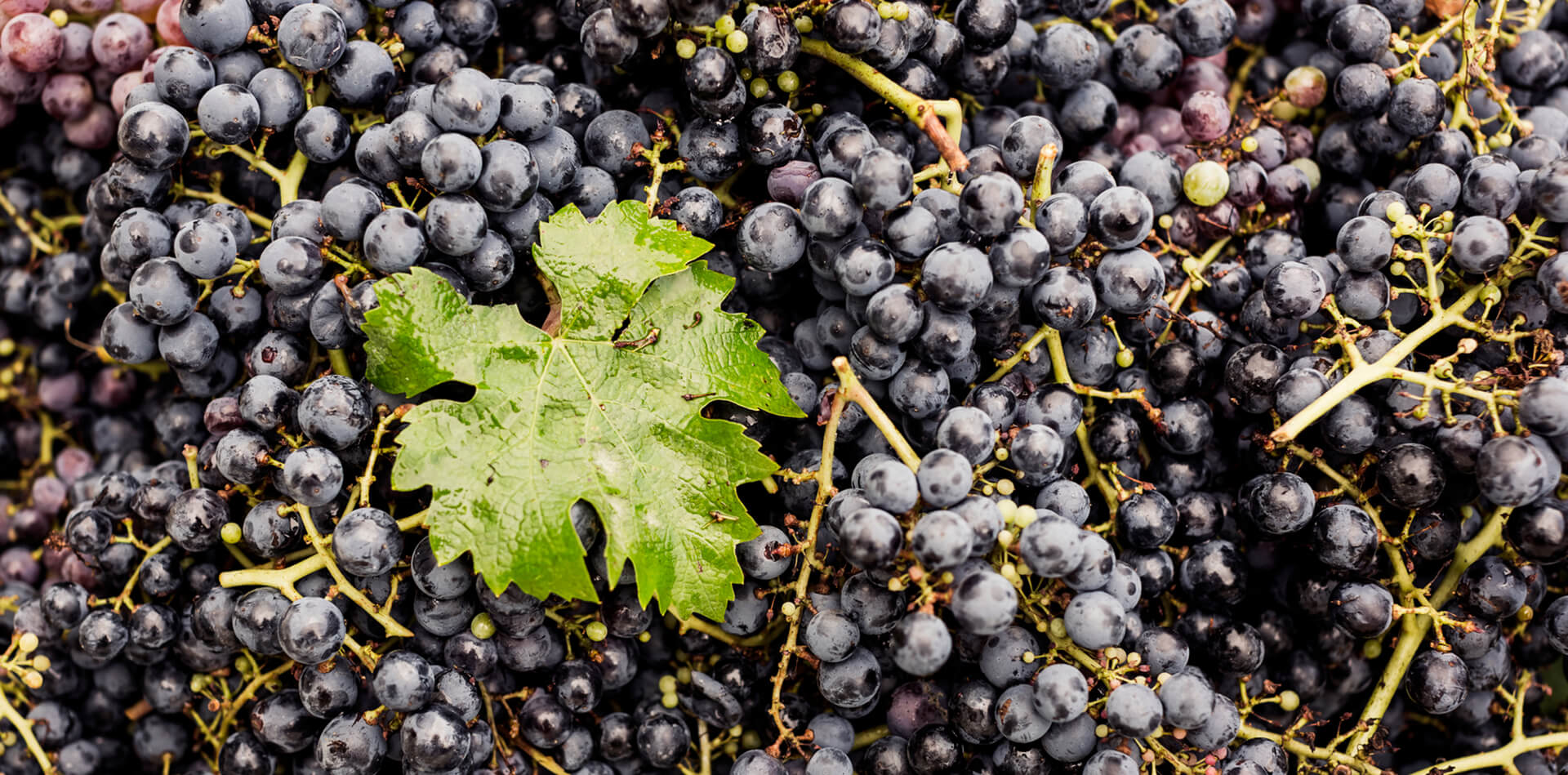 Celebrate wine harvest season