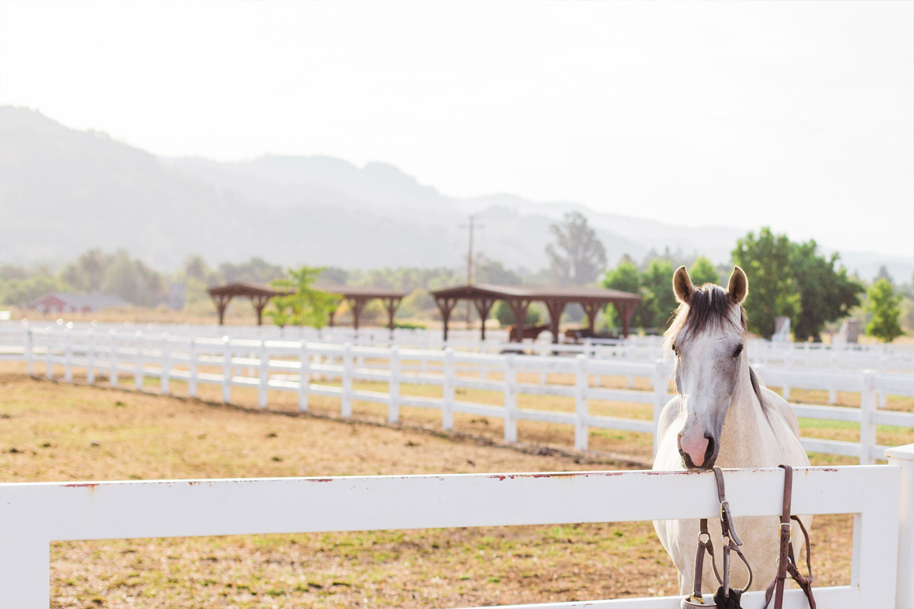 Tamber Bey Vineyards