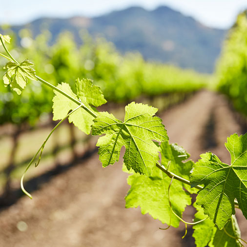 vineyard-vines-sunny-506×506-Stocksy_txp268501eb4jP300_Small_639539