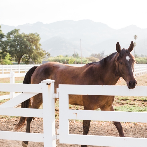 Tamber Bey Vineyards
