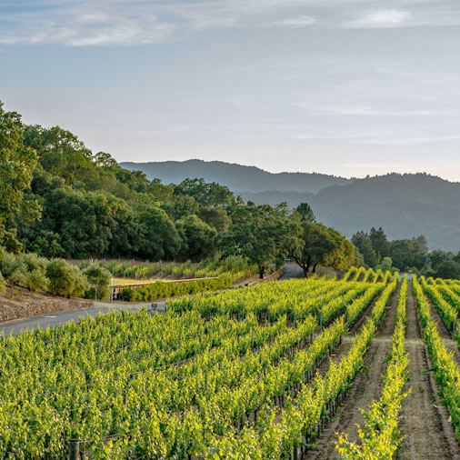 cabernet wine grapes