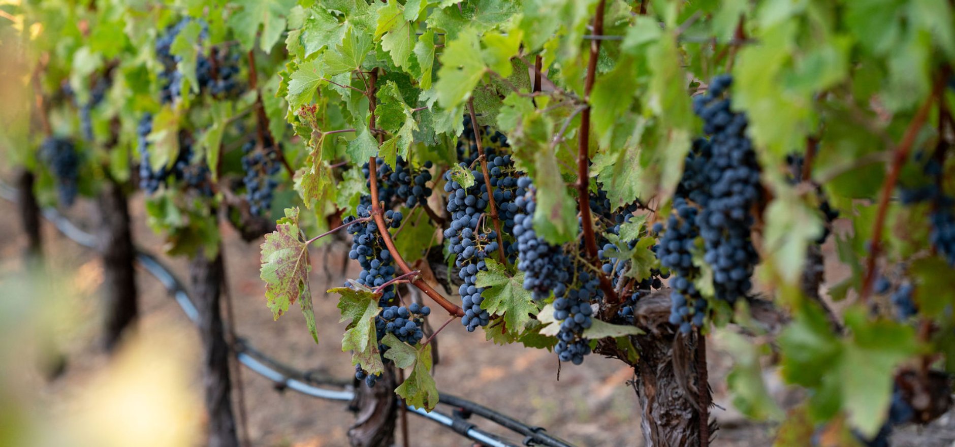 Braden Tavelli Photography